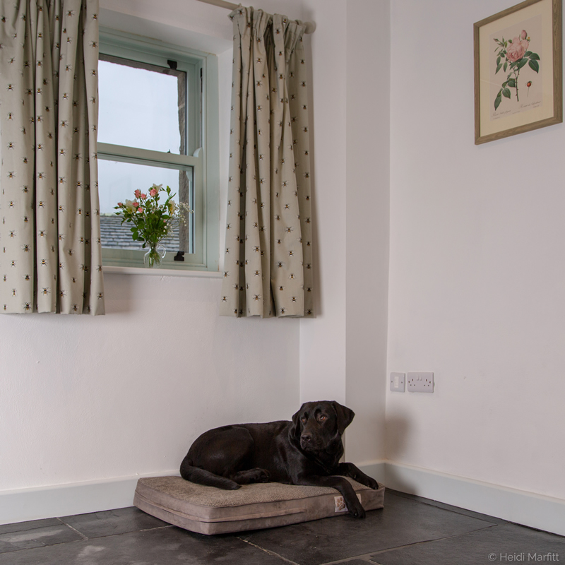 Dog Friendly Bed & Breakfast In The Yorkshire Dales